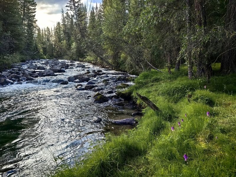 Зелёный берег фото превью