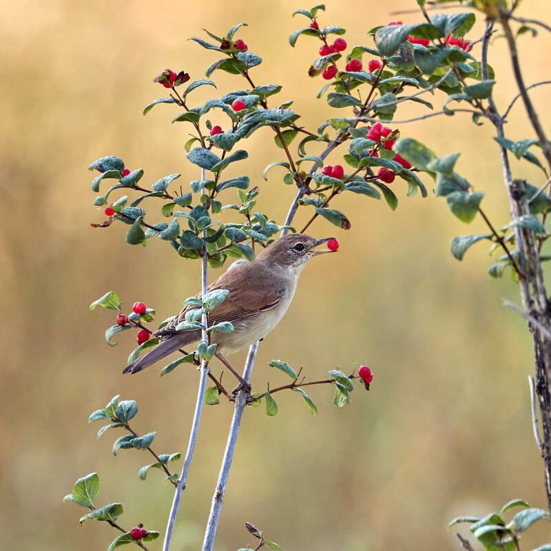 птица серая славка ест ягоды Серая славка лакомится ягодами фото превью