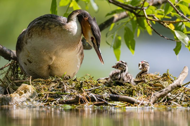 поганка, большая поганка, птенцы, чомга, птицы Первые уроки фото превью
