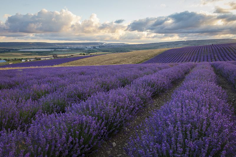 крым, пейзаж, лаванда, Крымский прованс. фото превью
