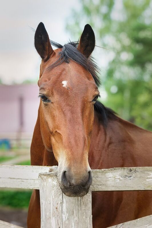 Лошадка фото превью