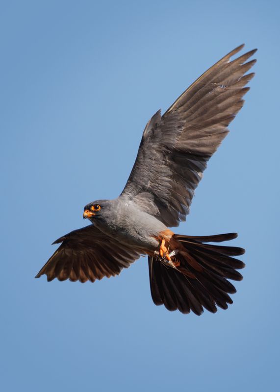 Кобчик с добычей фото превью