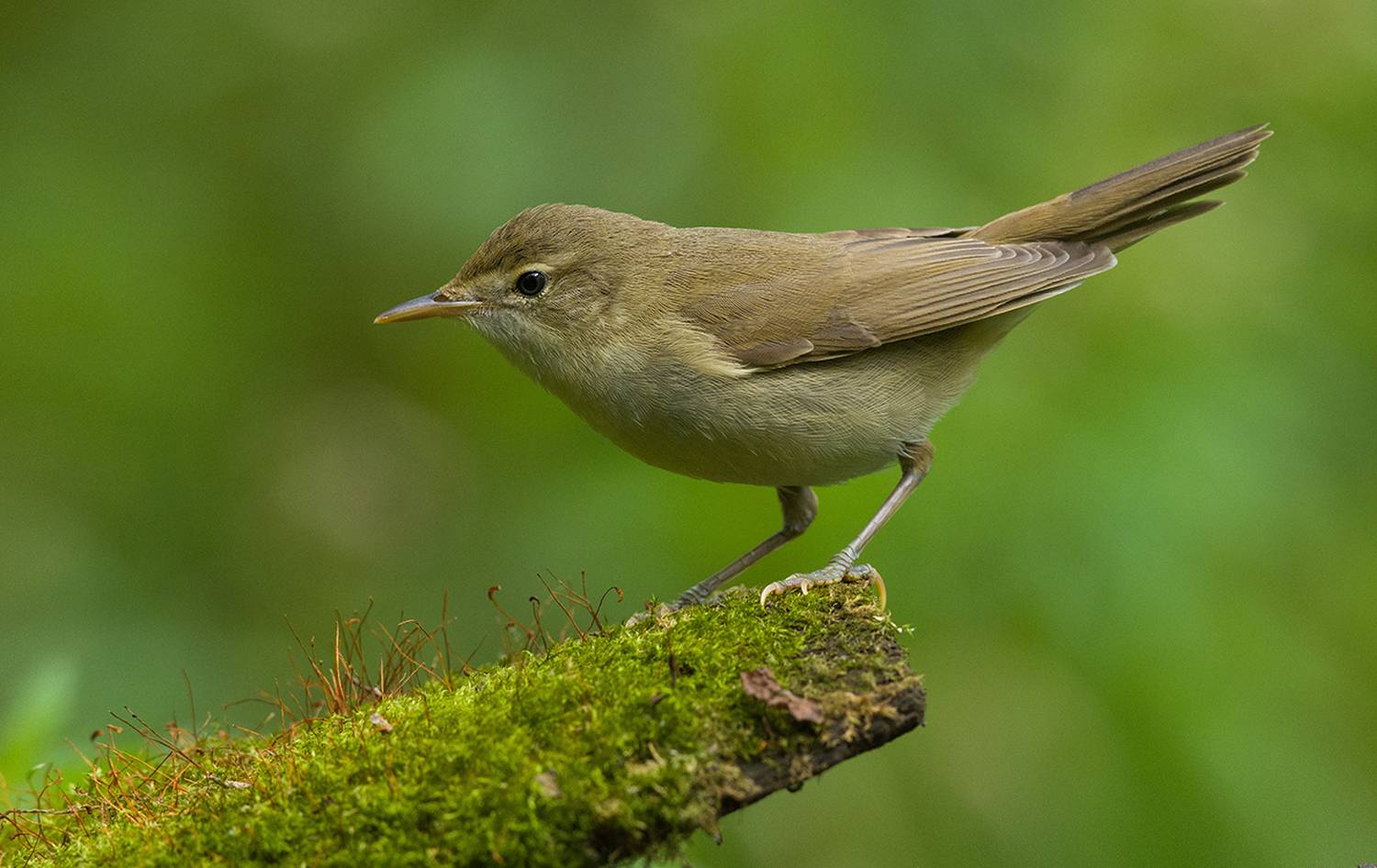болотная камышовка,мох,июль, Иван