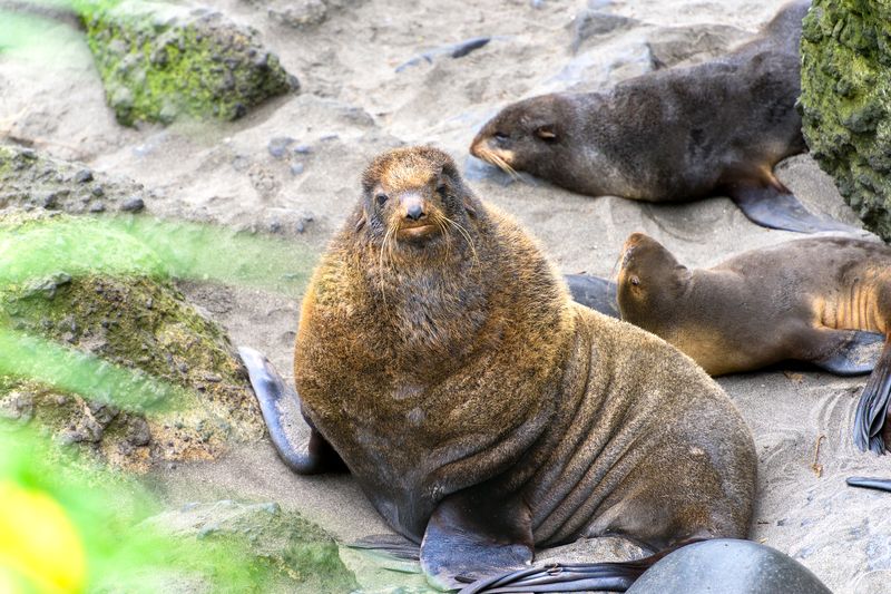 Северный морской котик фото превью