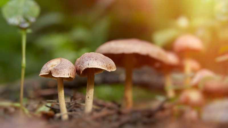 Грибочки фото превью