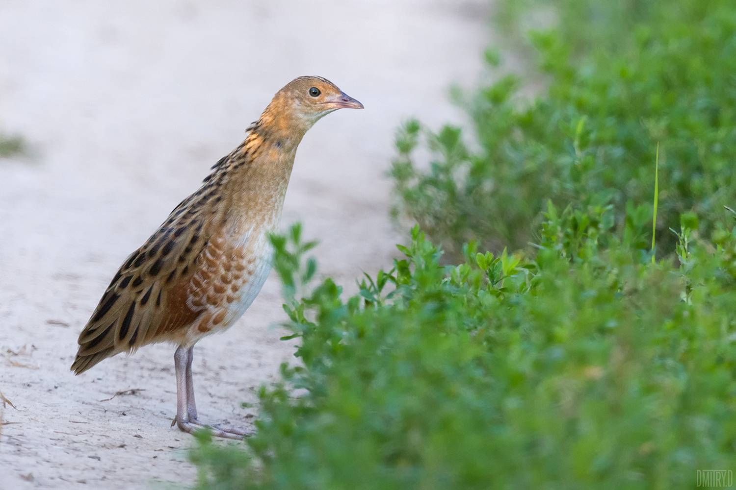 коростель,, Дмитрий Доронин
