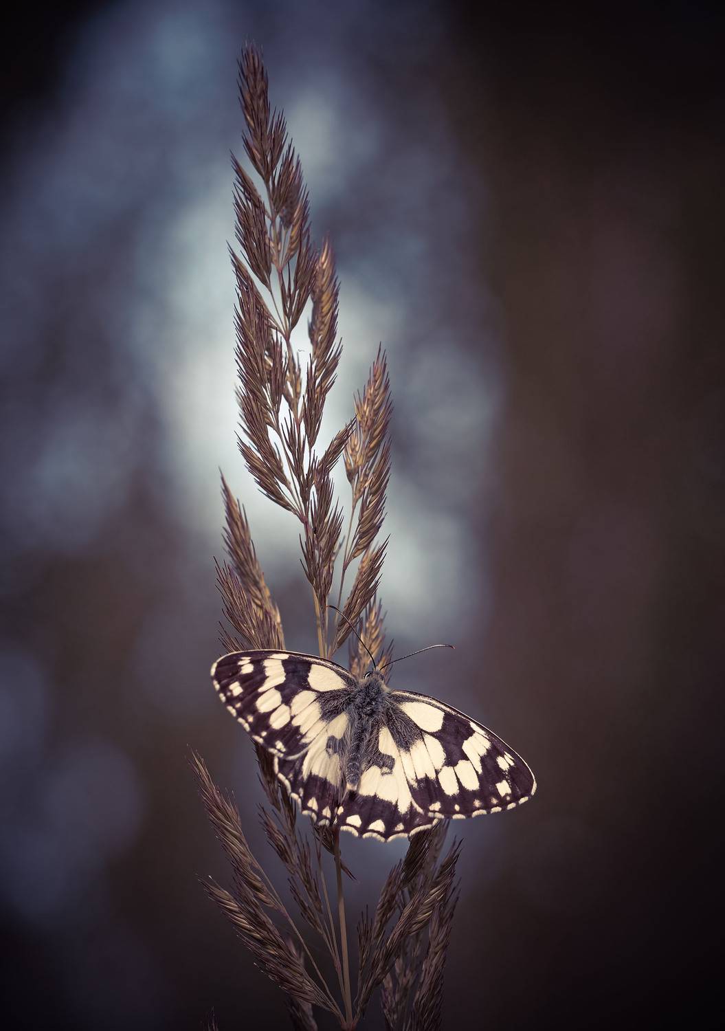 , Чепленко Алексей