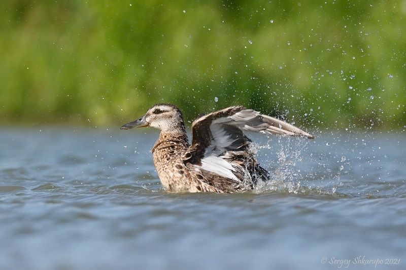 Купание ути фото превью