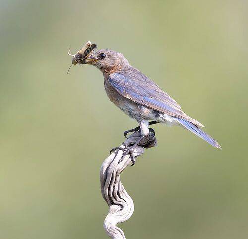 Female. Eastern Bluebird - Восточная сиалия