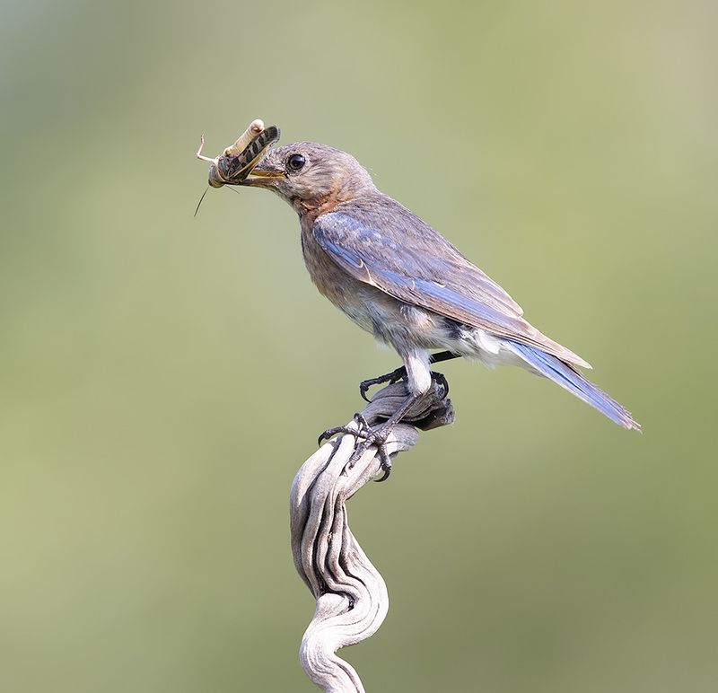 восточная сиалия, eastern bluebird,bluebird Female. Eastern Bluebird - Восточная сиалия фото превью