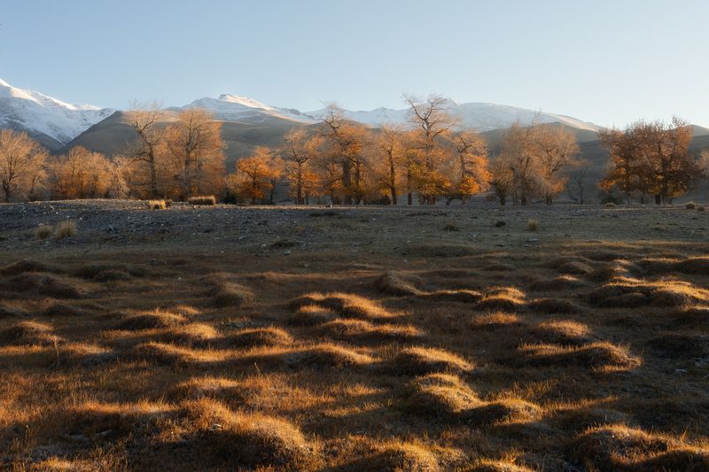 Солнечные кочки. Алтай 2024. фото превью