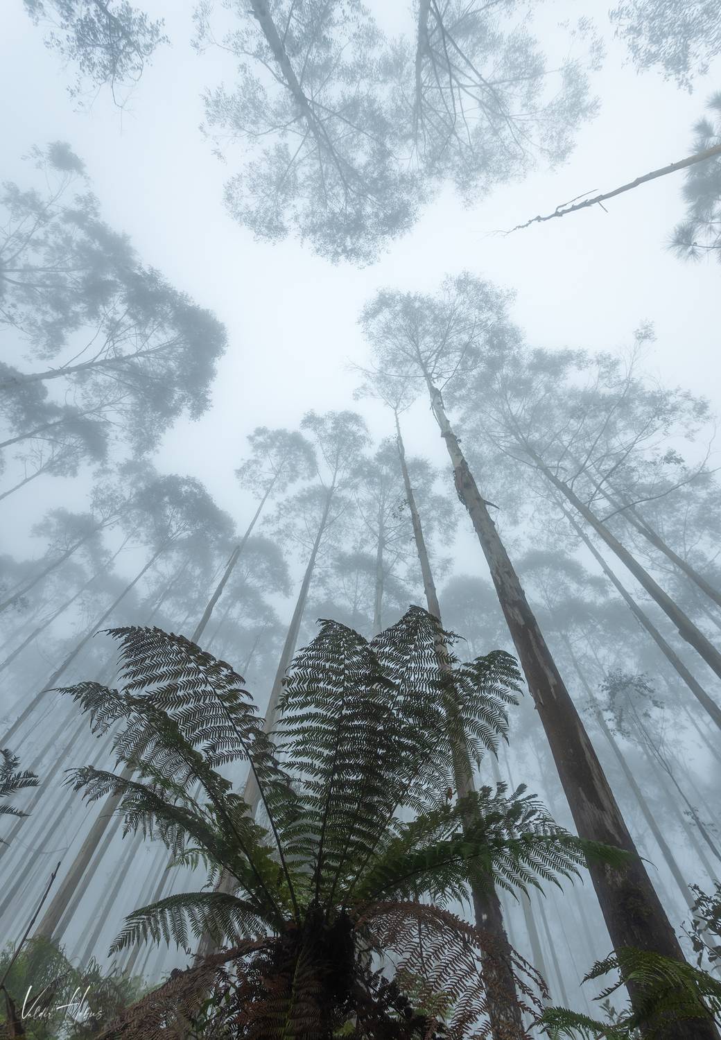 fog, woodland, trees, up, moody, dark , Valdir Hobus