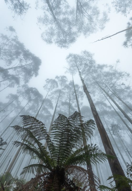 fog, woodland, trees, up, moody, dark  Foggy woods фото превью