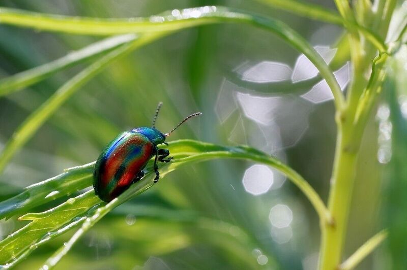 листоед полынь Листоед фото превью