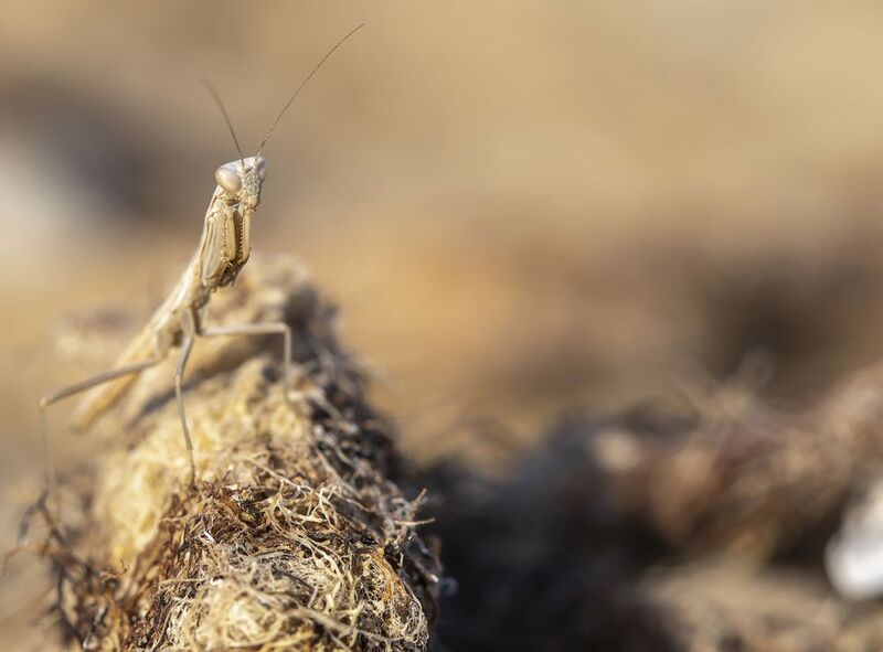 богомол Не виноватая я, он сам пришел...) фото превью