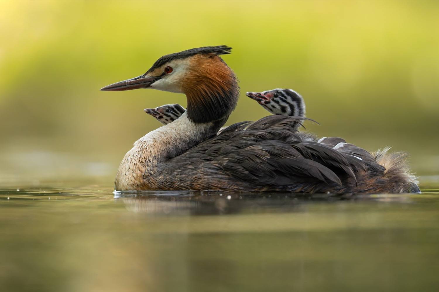чомга, птенцы, птицы, поганка, большая поганка, Руслан Pl