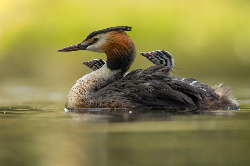 чомга, птенцы, птицы, поганка, большая поганка Чомга с зебрятами фото превью