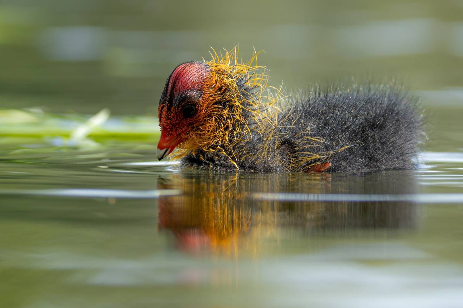 птицы, лысуха, птенец, лысенок, Руслан Pl