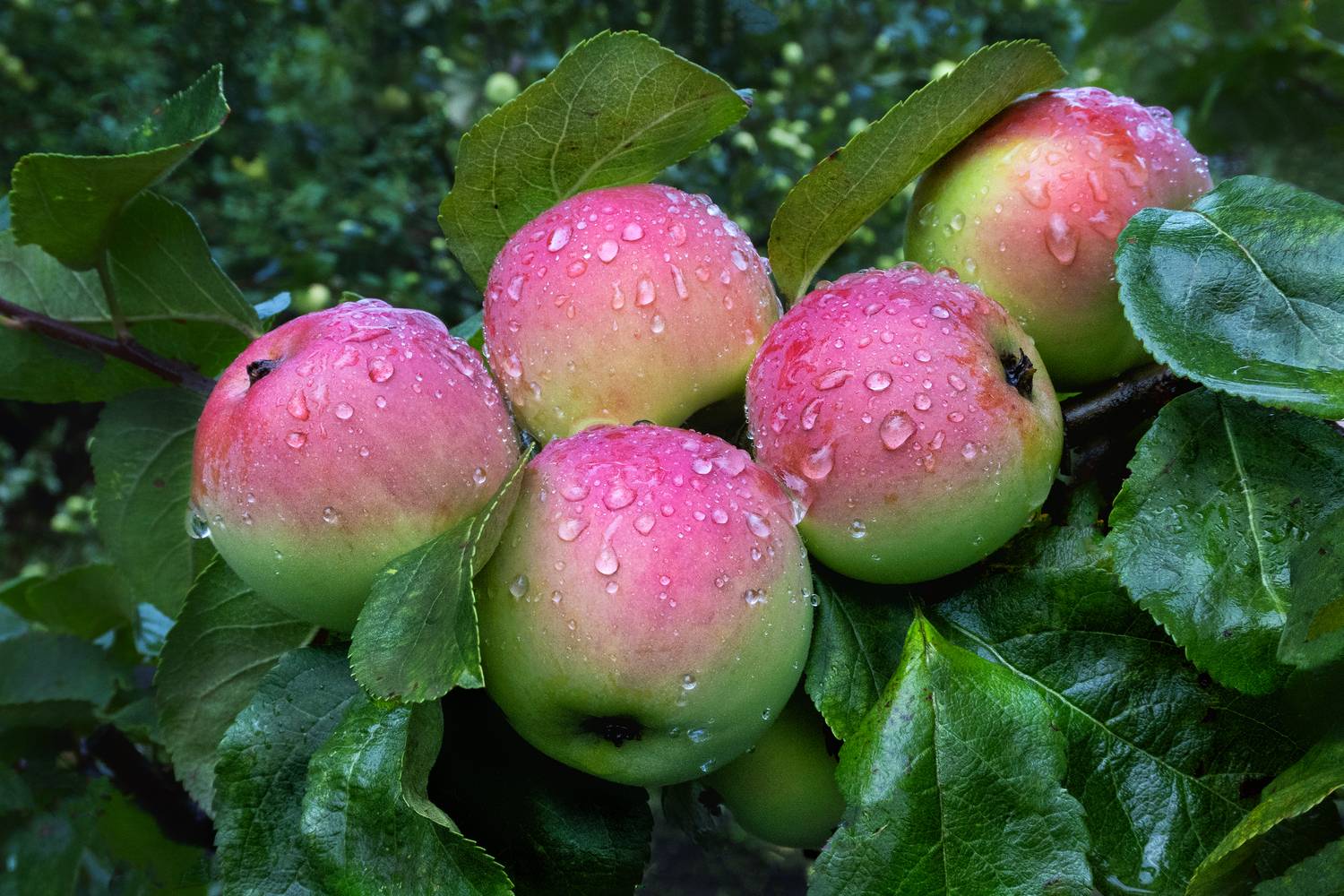 , Ушаков Валерий