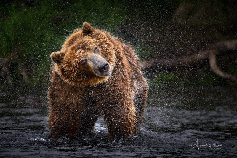 медведь,медведи,камчатка Про медведя... фото превью