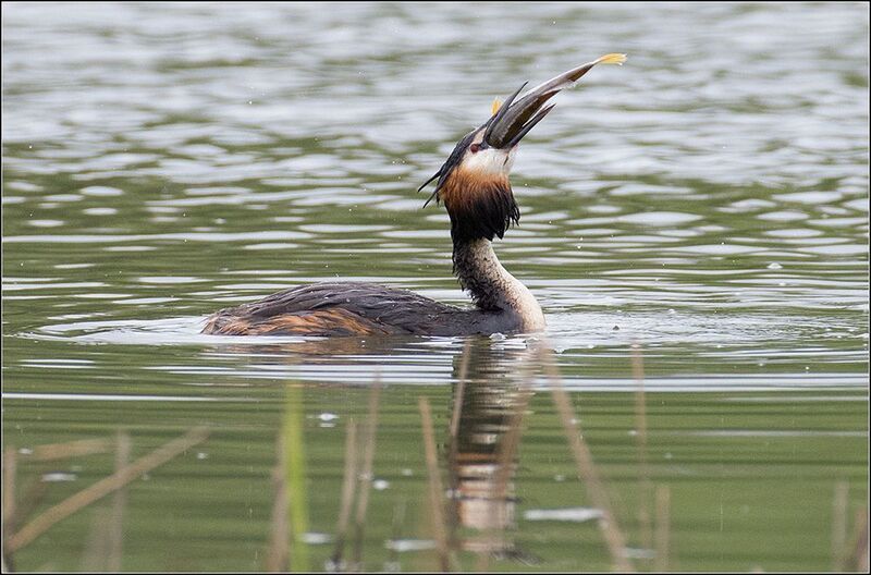 москва, июль, парк, пруд, чомга Удачная рыбалка фото превью