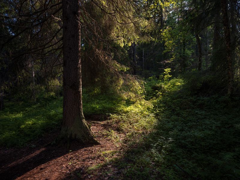 Лесные дебри фото превью