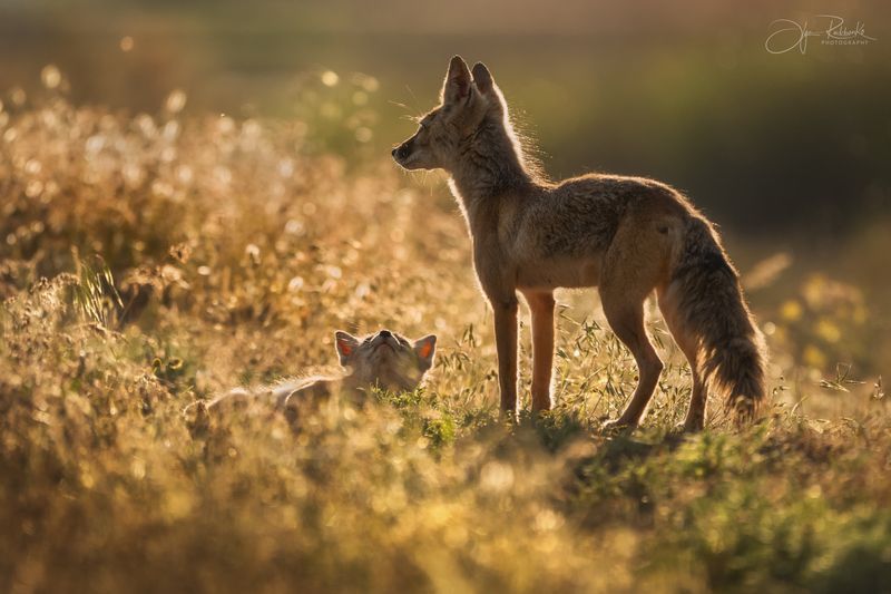 корсак, калмыкия, степная лиса, корсачонок, лиса, лисята, лис, лисенок, дикая природа, wildanimals, корсачата, vilpus corsac, corsac, корсаки, маныч, маныч-гудило, черные земли Записки ленивого ушастика фото превью