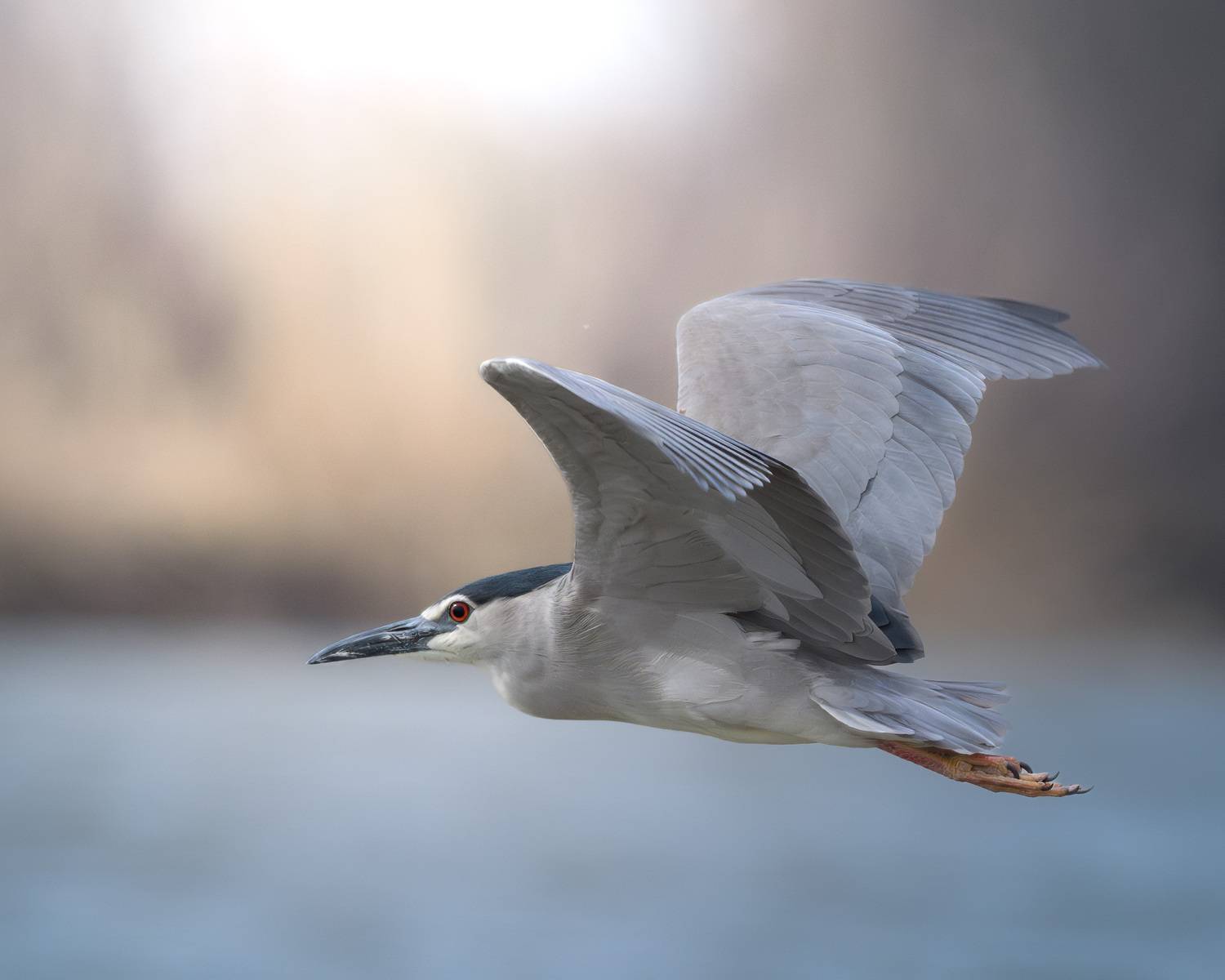 птицы, полёт, природа, цапля, birdwatching, birds, Михаил Ездаков