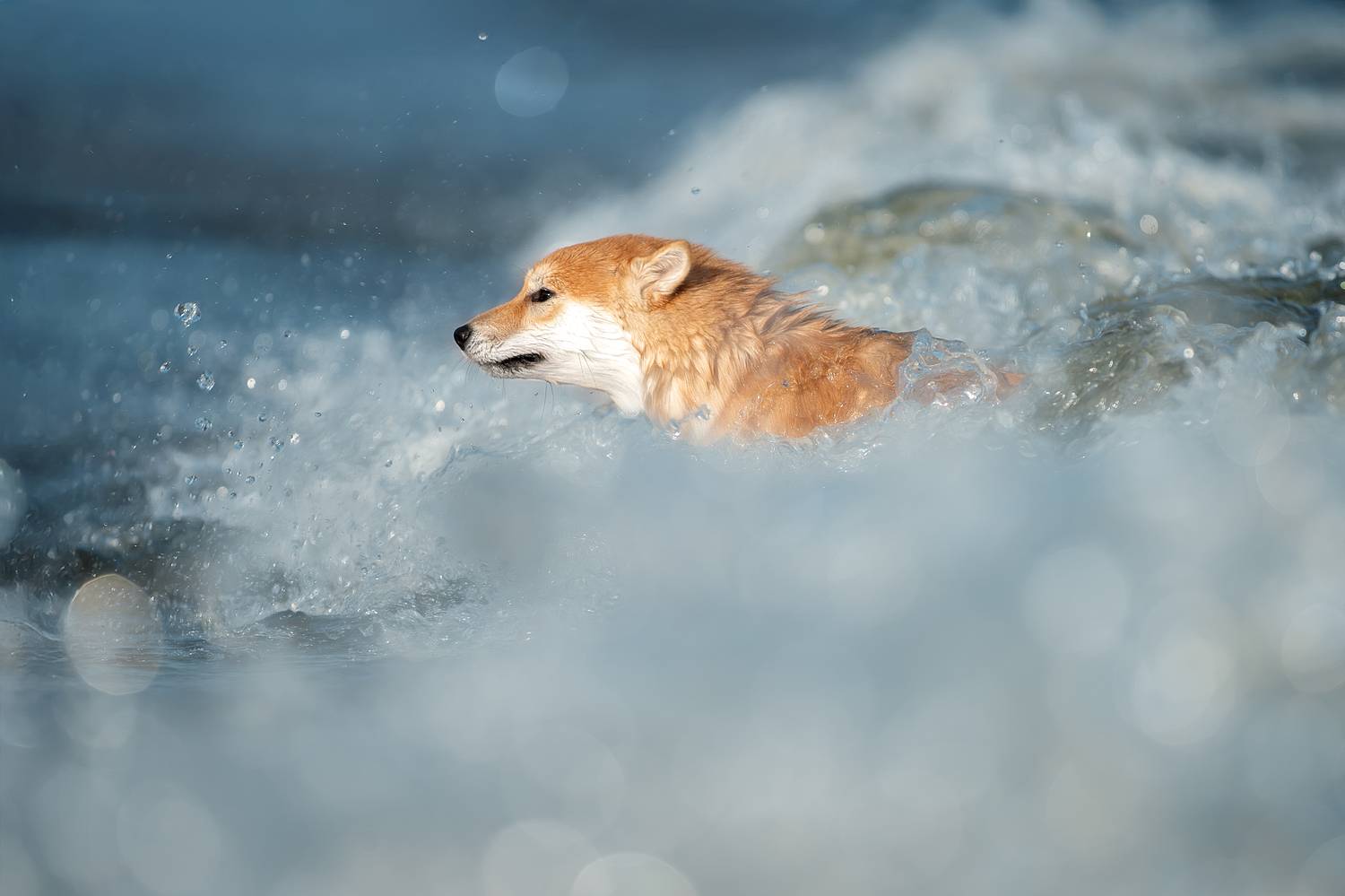 , Светлана Писарева