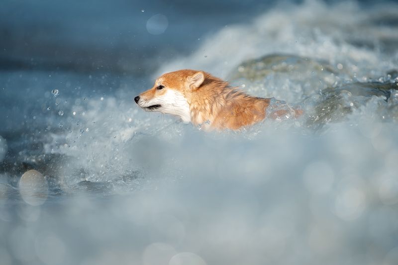 На гребне волны фото превью
