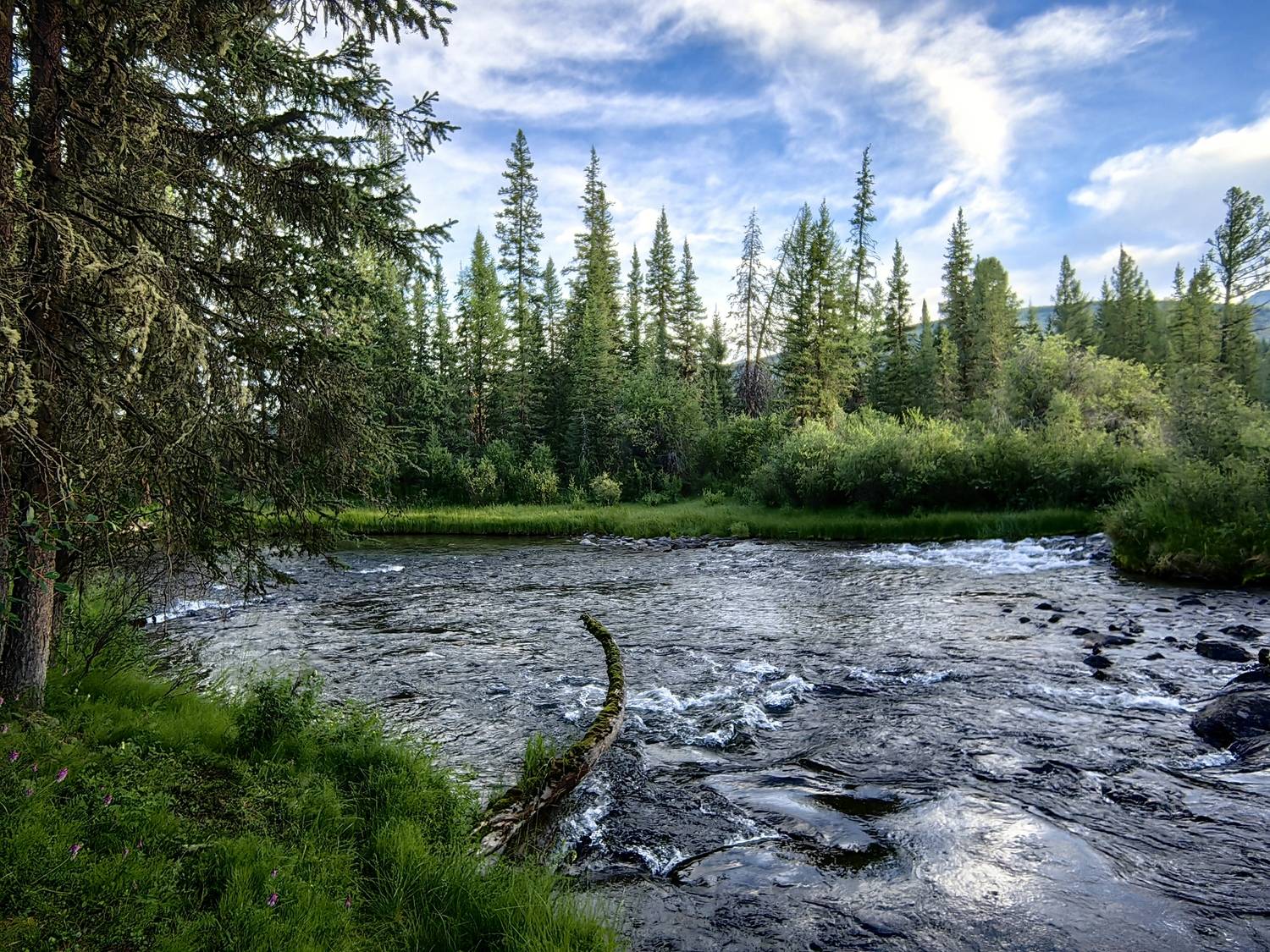 природа,алтай,река бара,тайга,деревья, Козлова Галина