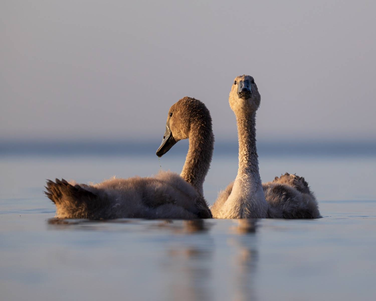 шипун, лебедь, лебедь шипун, лебедь-шипун, финский залив, Руслан Pl