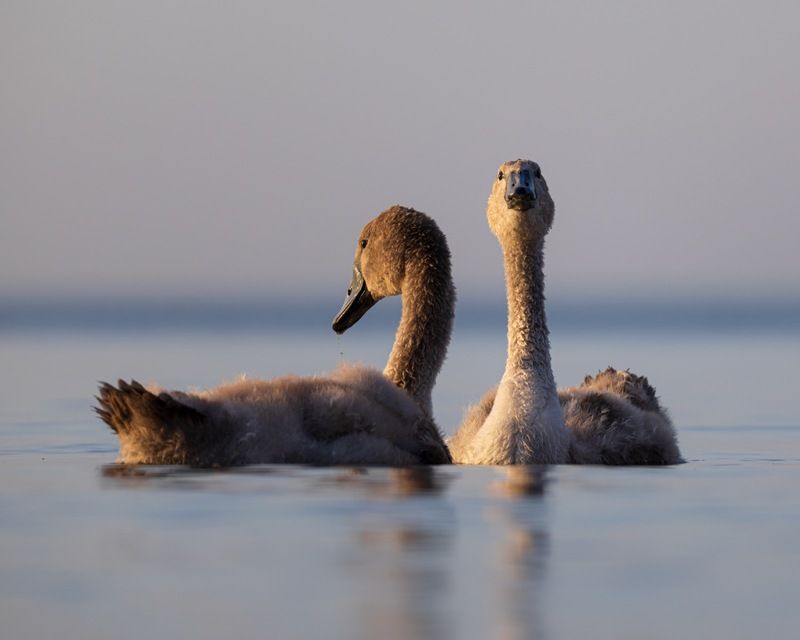шипун, лебедь, лебедь шипун, лебедь-шипун, финский залив Вечерние лебедята фото превью