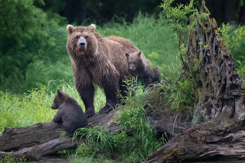 Семья Медведевых фото превью