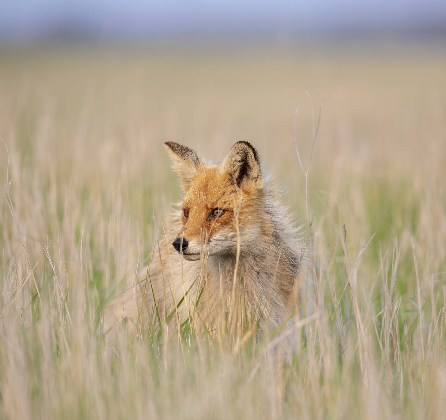 , Лаврентьев Александр