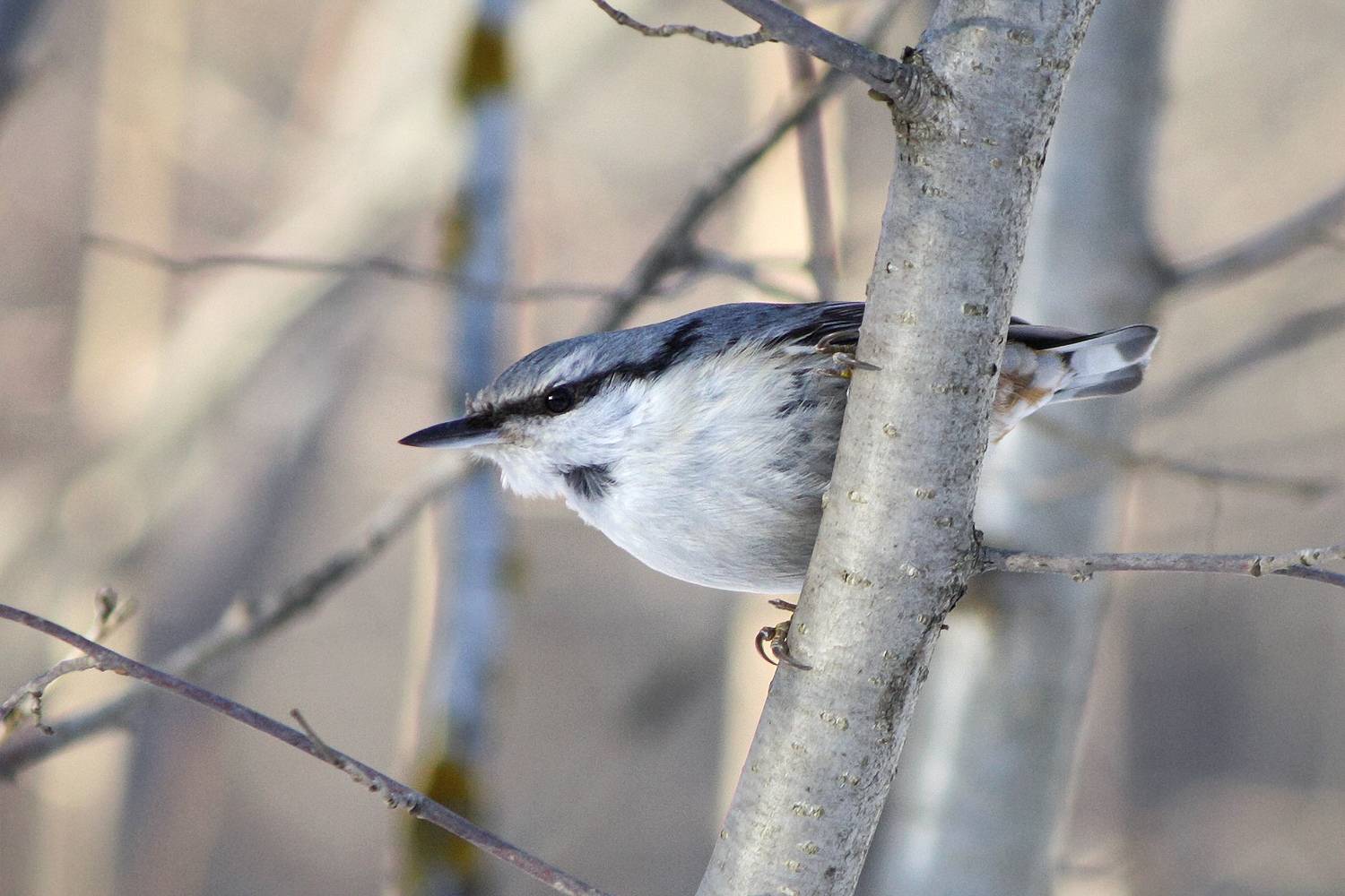 обыкновенный поползень, ямщик, sitta europaea, КарОл