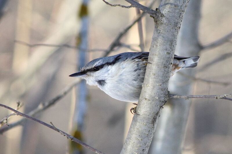 Обыкновенный поползень фото превью