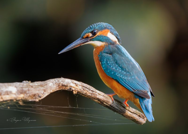 Контроль электросетей фото превью