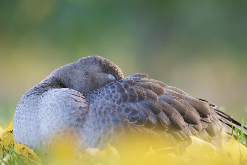сон, гусь, белолобый, белолобый, гусь, гуси, птица, птицы, миграция, дикая, природа Безмятежный сон фото превью