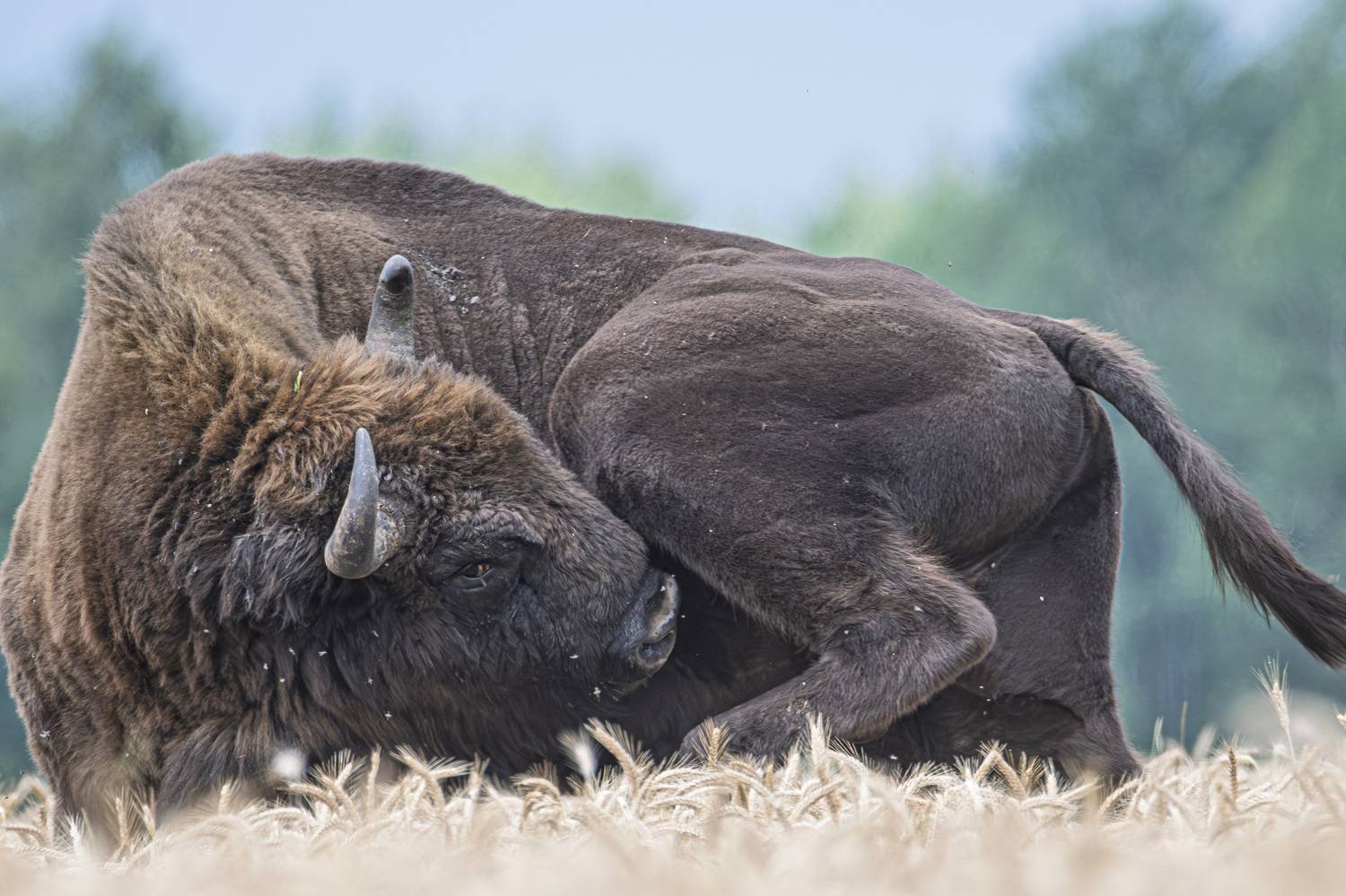 зубр, европейский зубр, природа, дикая природа, фауна, беларусь, belarus, заказник, озёры, Федорако Дмитрий