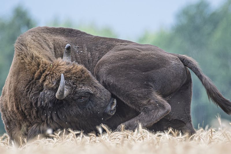 зубр, европейский зубр, природа, дикая природа, фауна, беларусь, belarus, заказник, озёры Назойливые насекомые фото превью