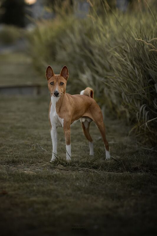Платон фото превью