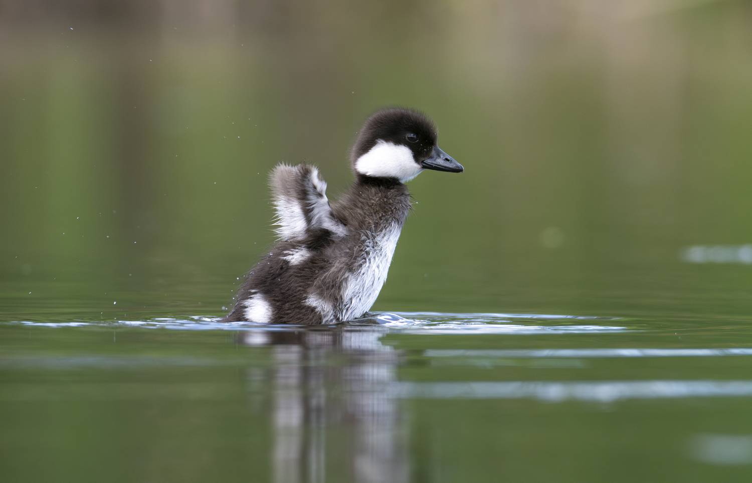 птенец, утка, гоголь, птица, фауна, финский залив,природа, малыши, Федорако Дмитрий