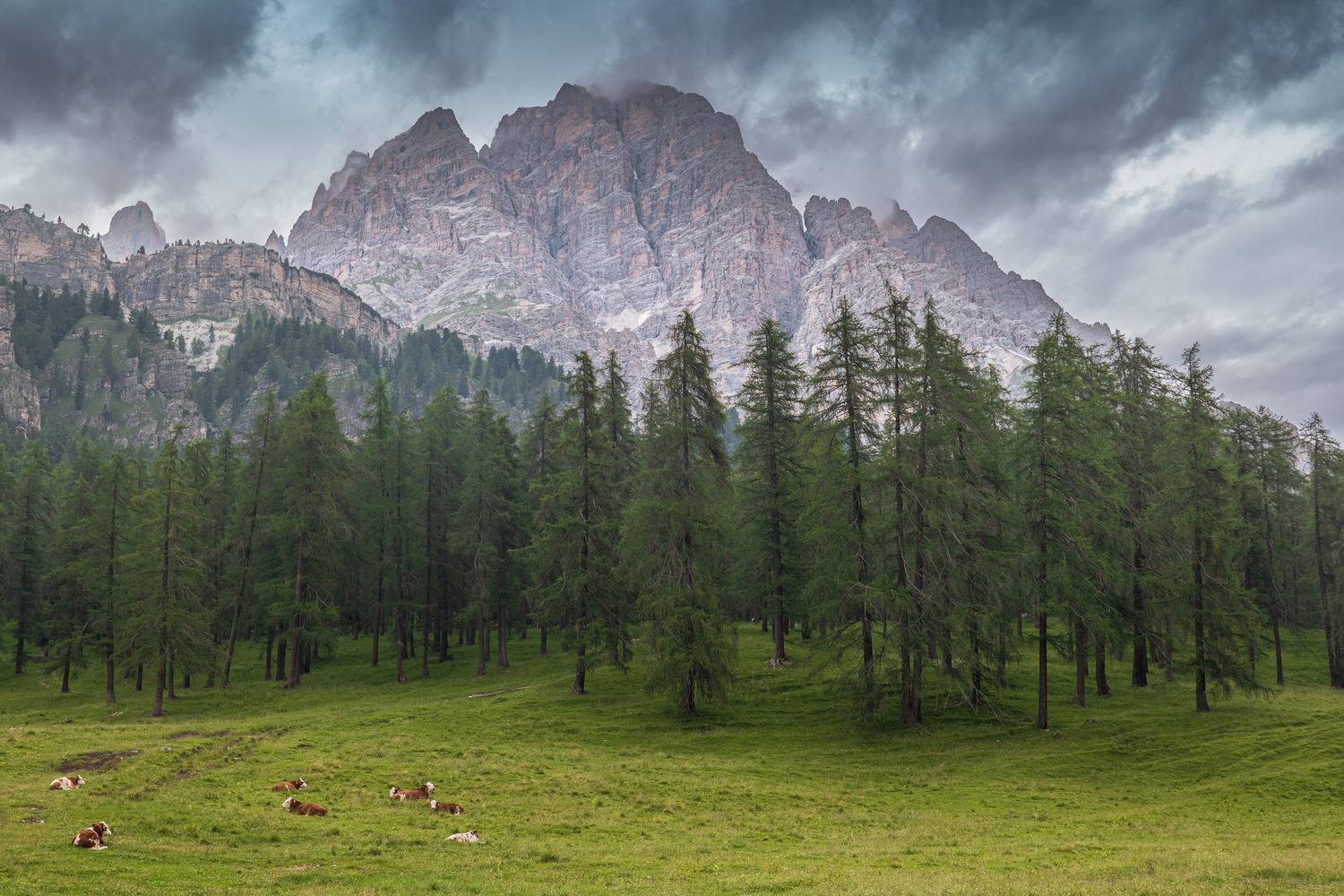 , Гордон Николай