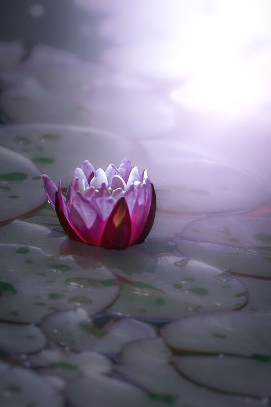 макоо, macro, цветы, flowers, лето, summer, Нимфея фото превью