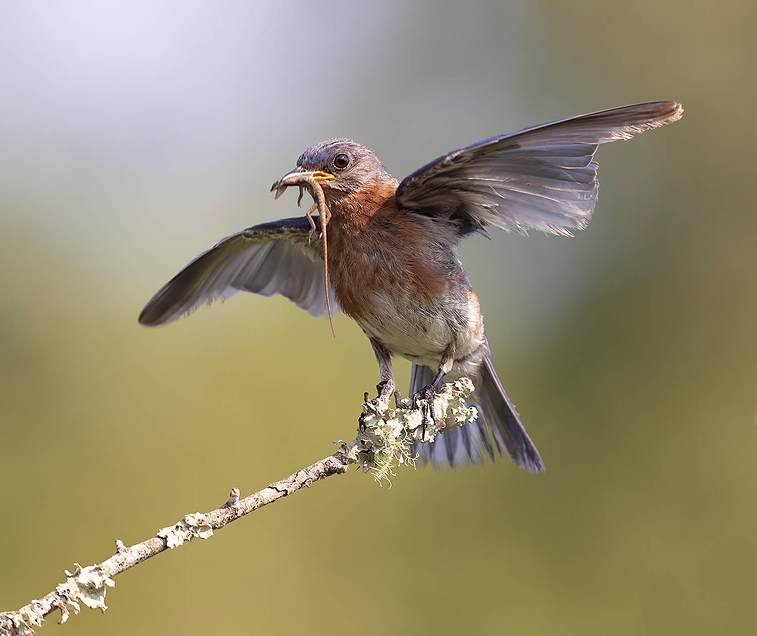восточная сиалия, eastern bluebird,bluebird, Etkind Elizabeth