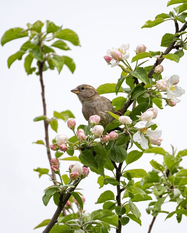 цветущая яблоня, яблоня, воробей, весна, цветение Цветущая яблоня фото превью