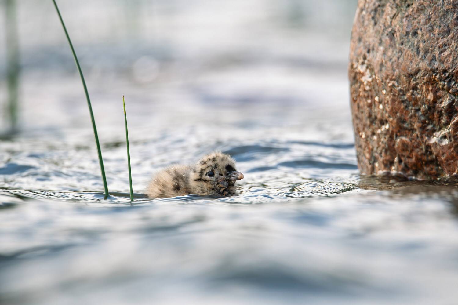 птенец, чайка, сизая чайка, финский залив, балтика, фауна, дикая жизнь, природа, Дмитрий Федорако