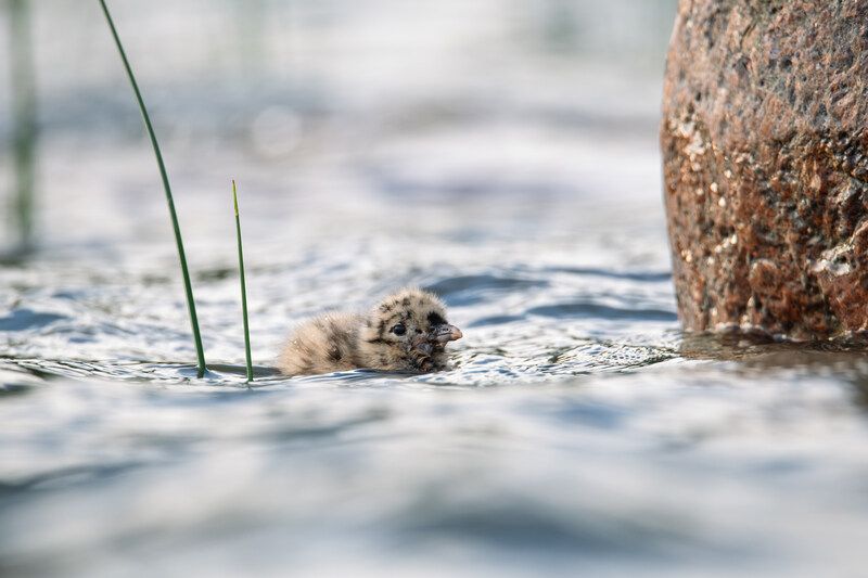 птенец, чайка, сизая чайка, финский залив, балтика, фауна, дикая жизнь, природа Вперед в открытое море фото превью