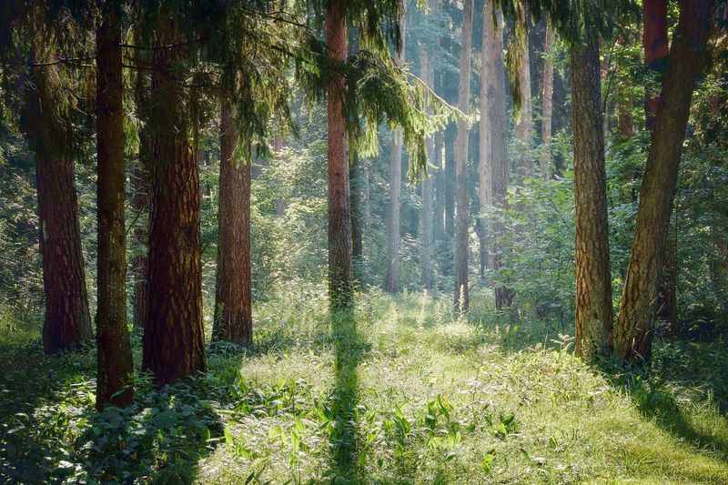 В летнем лесу фото превью